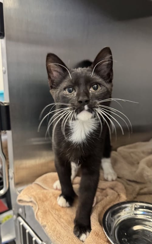 BOOKER - Domestic Short Hair available for adoption