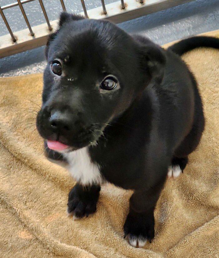 ROLO - Labrador Retriever available for adoption