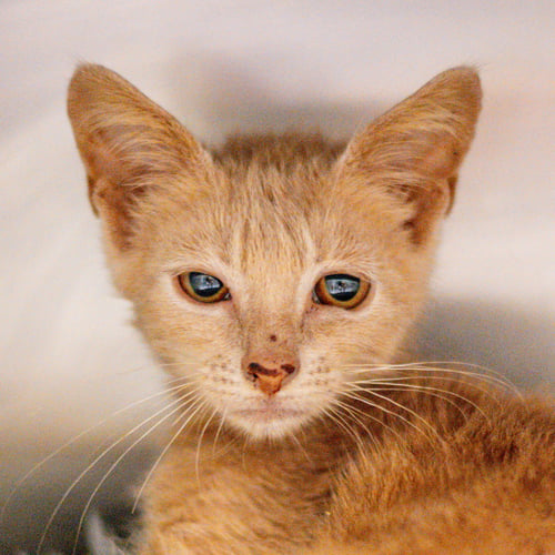 NEMO - Domestic Short Hair available for adoption