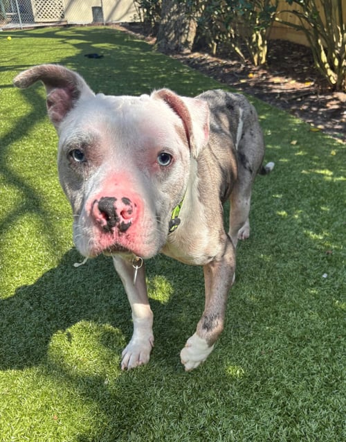 THANOS - Terrier available for adoption