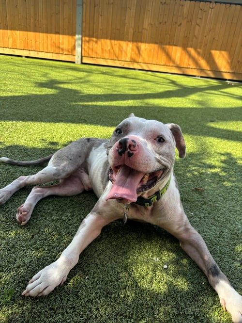 THANOS - Terrier available for adoption