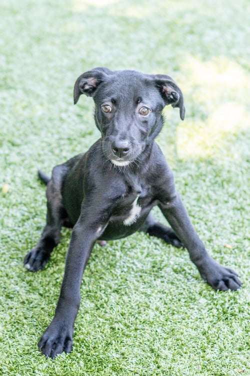 WILDER - Labrador Retriever available for adoption