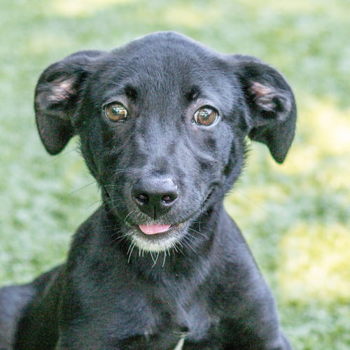 WILDER - Labrador Retriever available for adoption