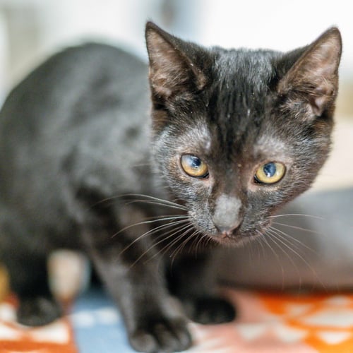 SILKY - Domestic Short Hair available for adoption