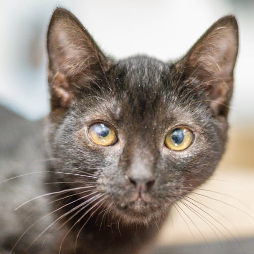 SILKY - Domestic Short Hair available for adoption