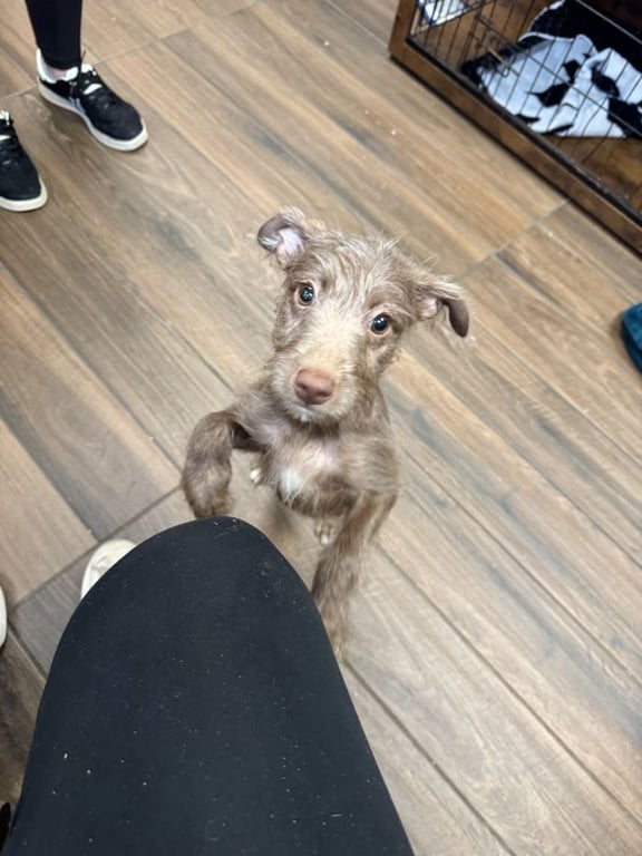 Bailey Image