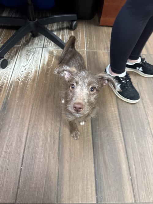 BAILEY - Irish Terrier available for adoption