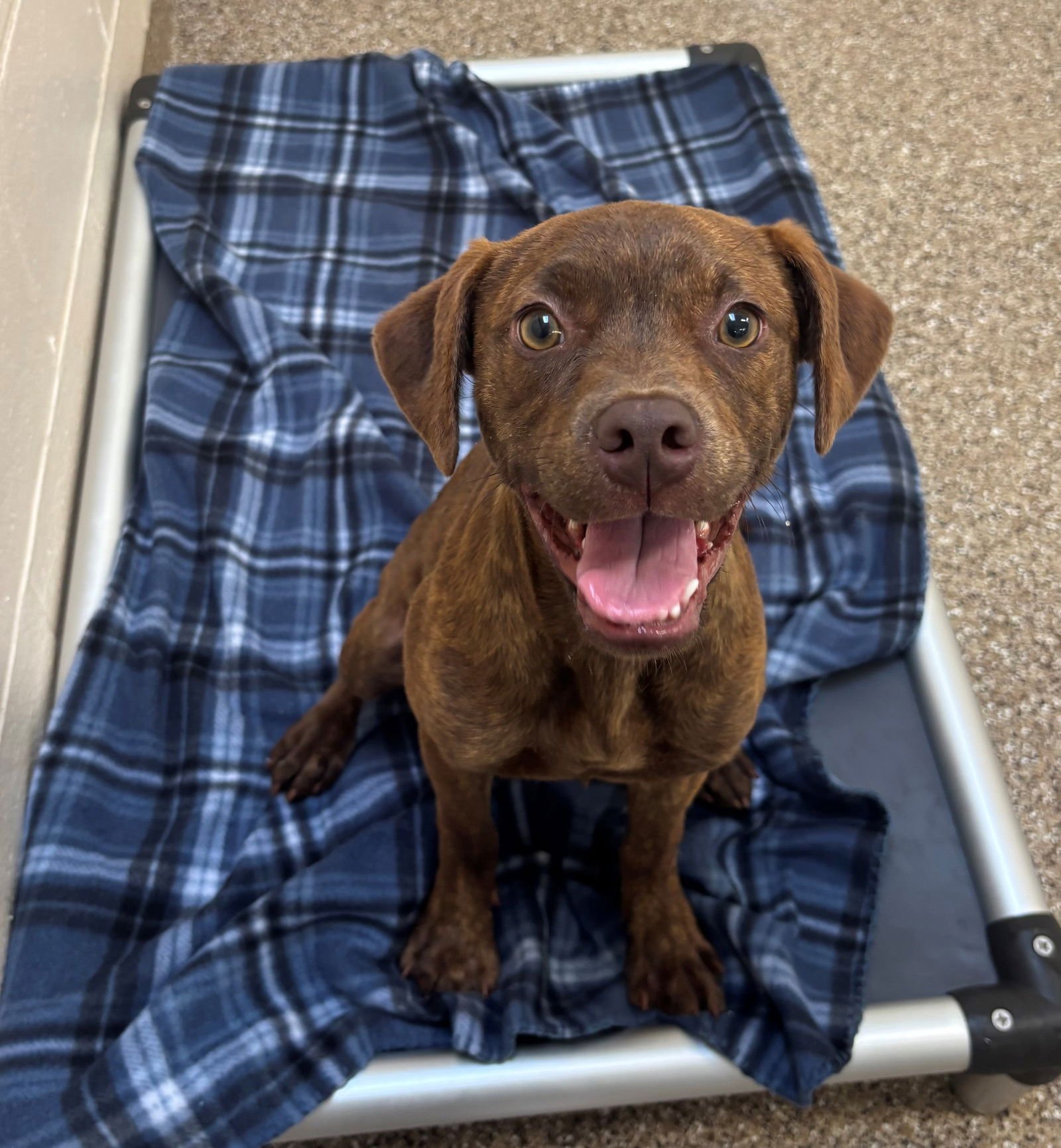 JILL - Labrador Retriever available for adoption