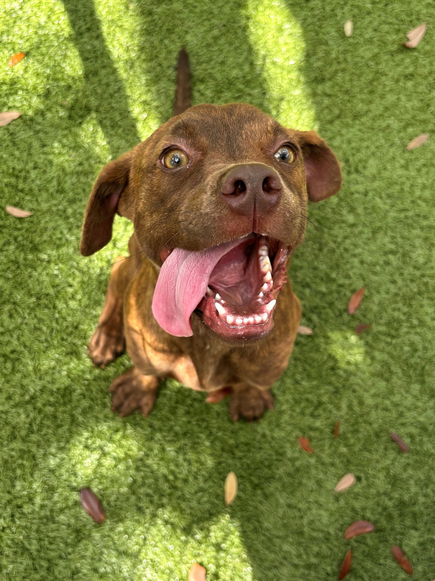 JILL - Labrador Retriever available for adoption