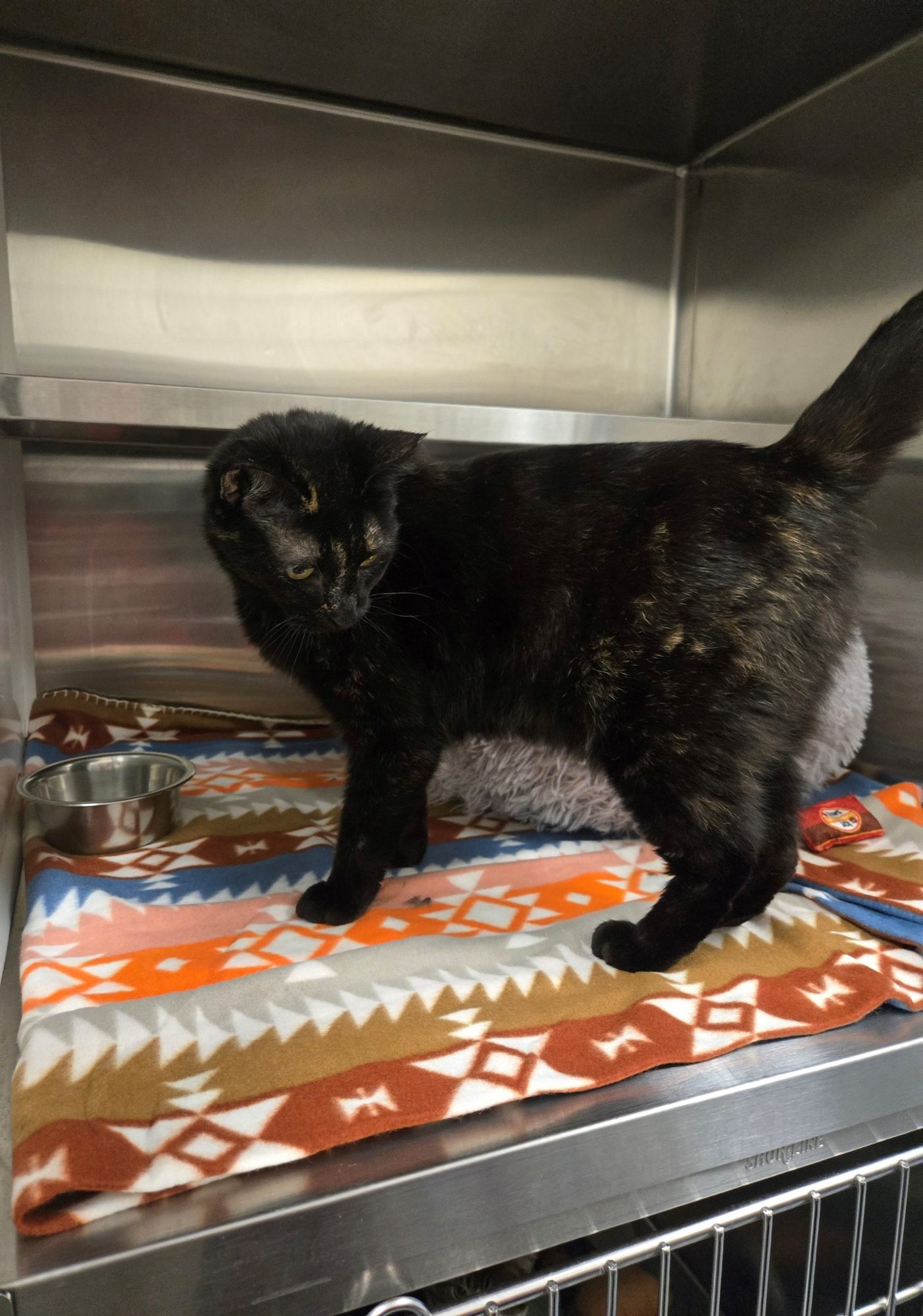 AUBREY - Domestic Short Hair available for adoption