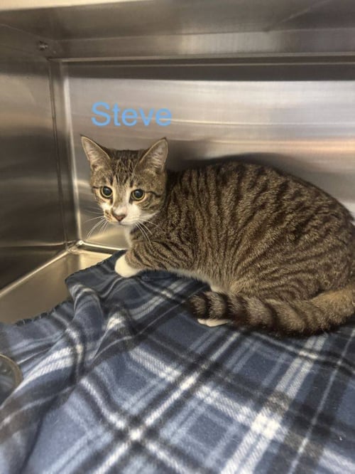 STEVE - Domestic Short Hair available for adoption
