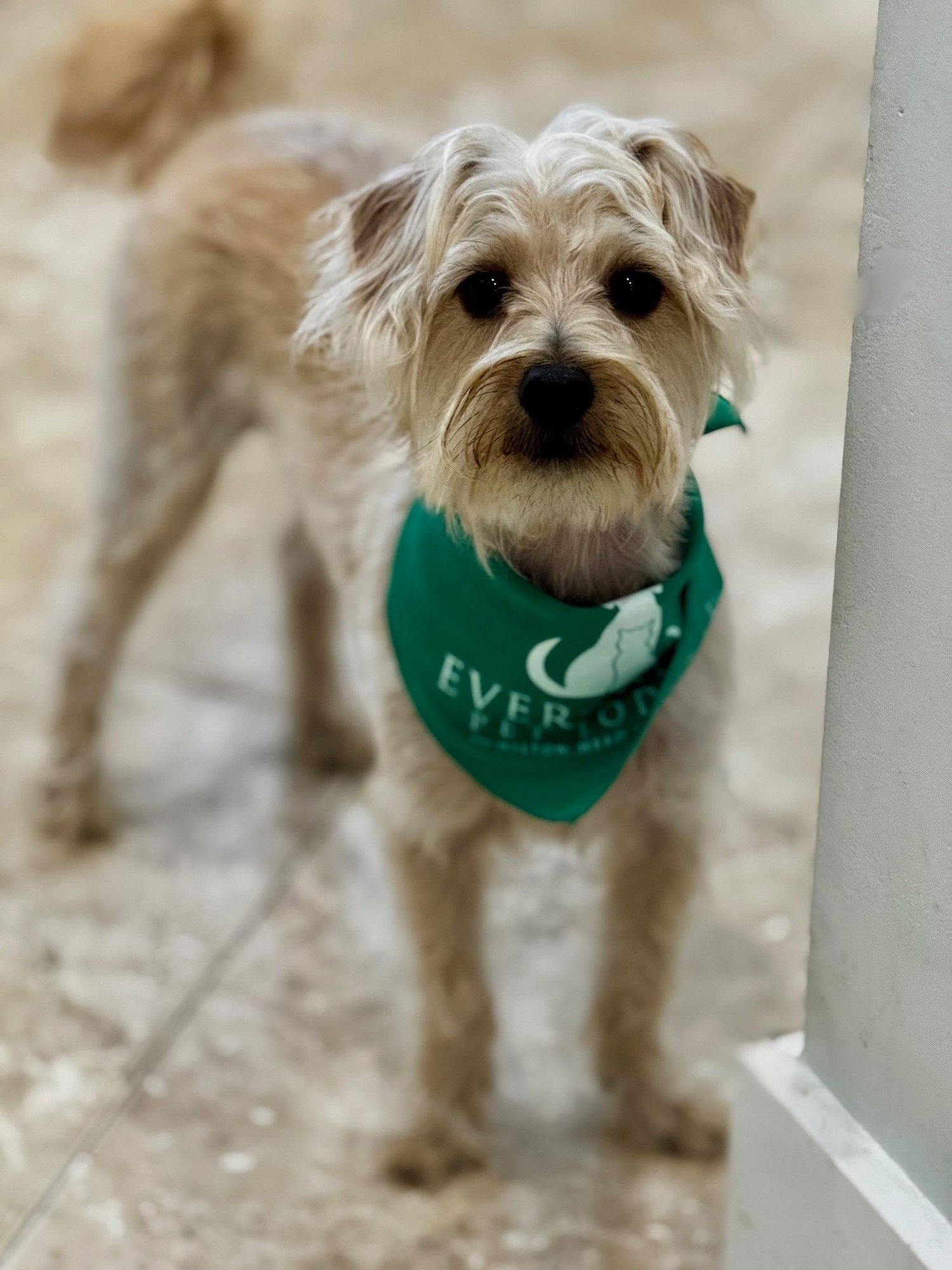 JO JO - Yorkshire Terrier Yorkie available for adoption