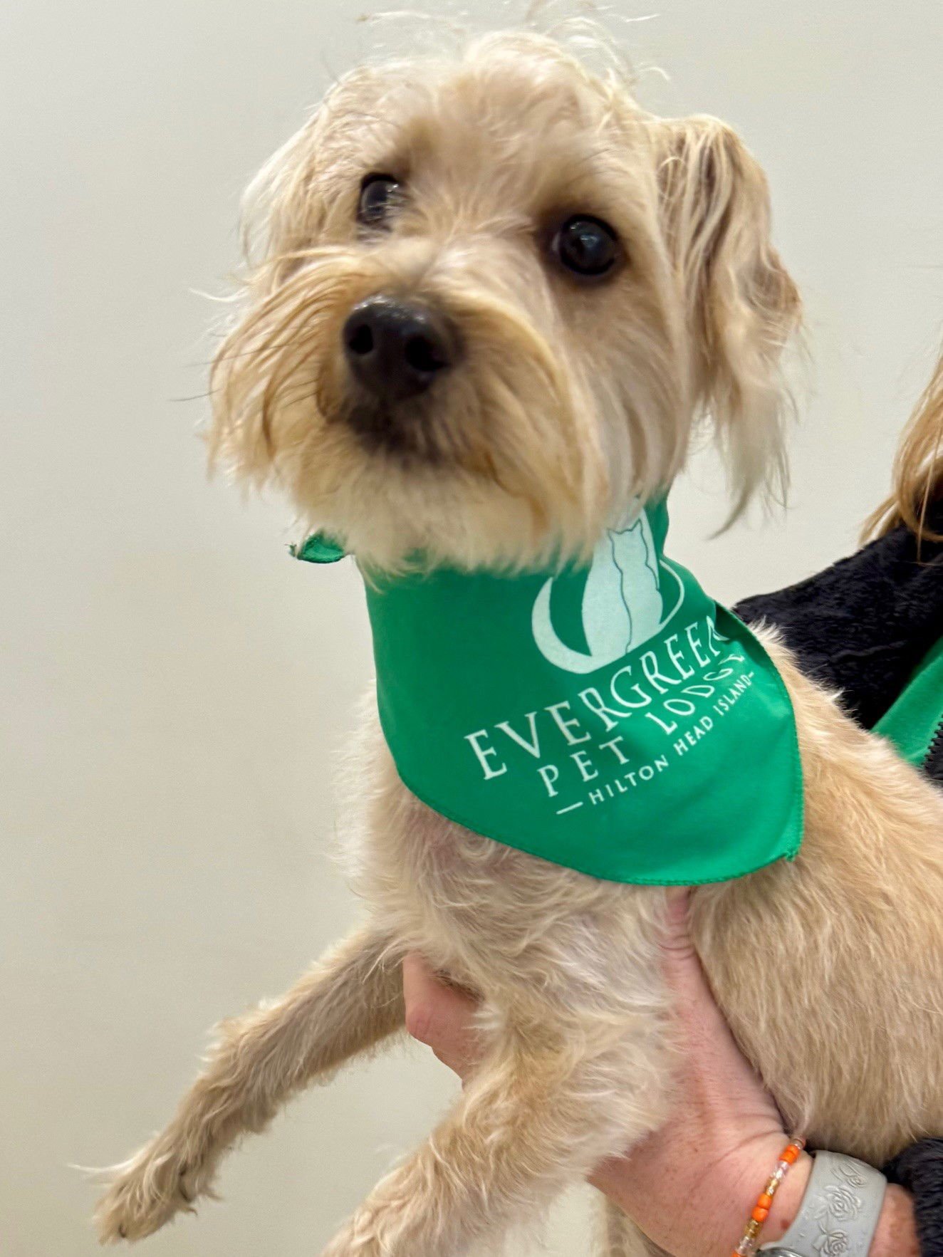 JO JO - Yorkshire Terrier Yorkie available for adoption