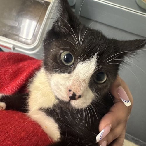 NIBS - Domestic Short Hair available for adoption