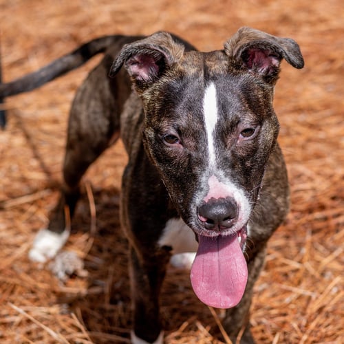 SNEEZY - Labrador Retriever / Terrier for adoption in Savannah