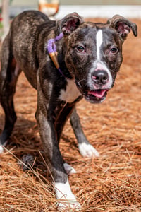 Sneezy - Photo 2