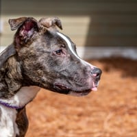 Sneezy - Photo 4