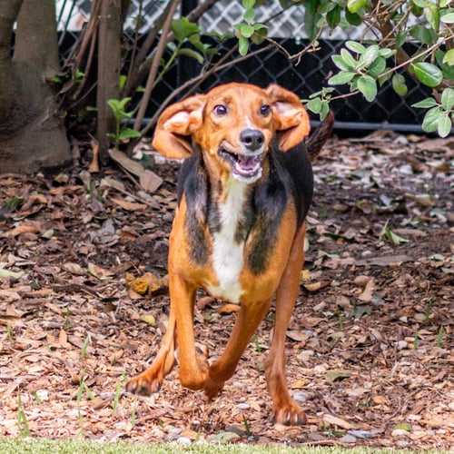EARL - Hound available for adoption
