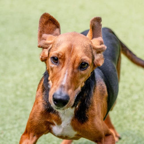 EARL - Hound available for adoption