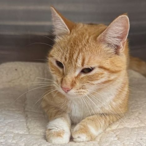 CHUTNEY - Domestic Short Hair available for adoption