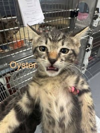 Oyster - Photo 1