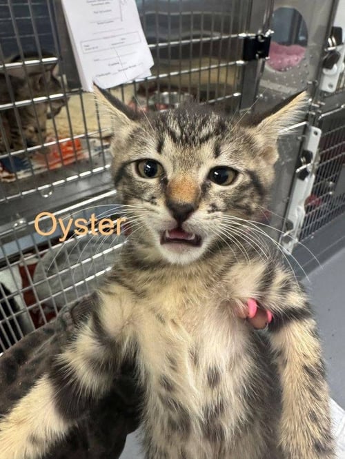 OYSTER - Domestic Short Hair available for adoption