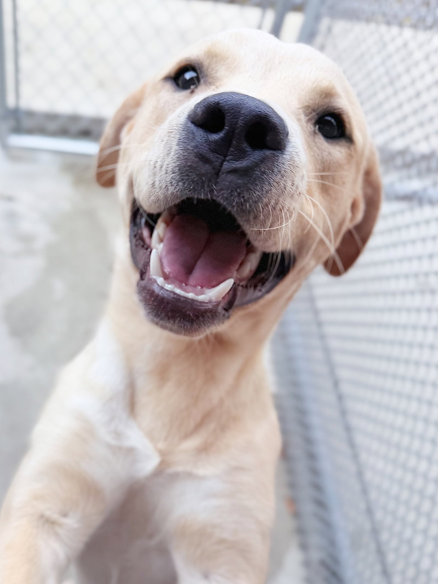 BUTTER - Labrador Retriever available for adoption
