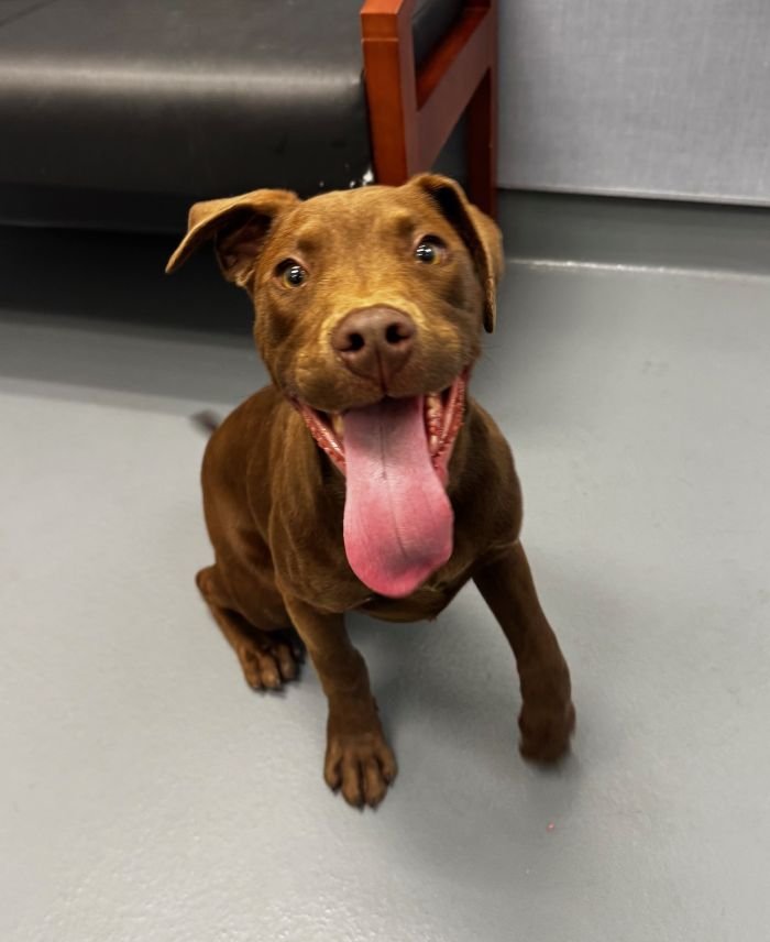 MILLER - Labrador Retriever available for adoption