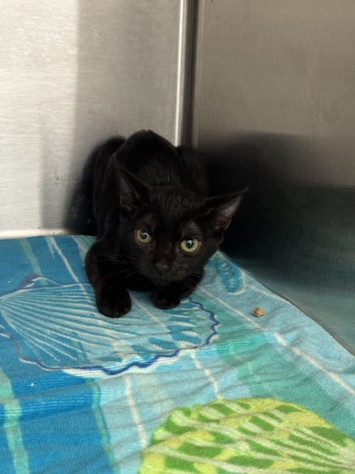 EUSTACE - Domestic Short Hair available for adoption