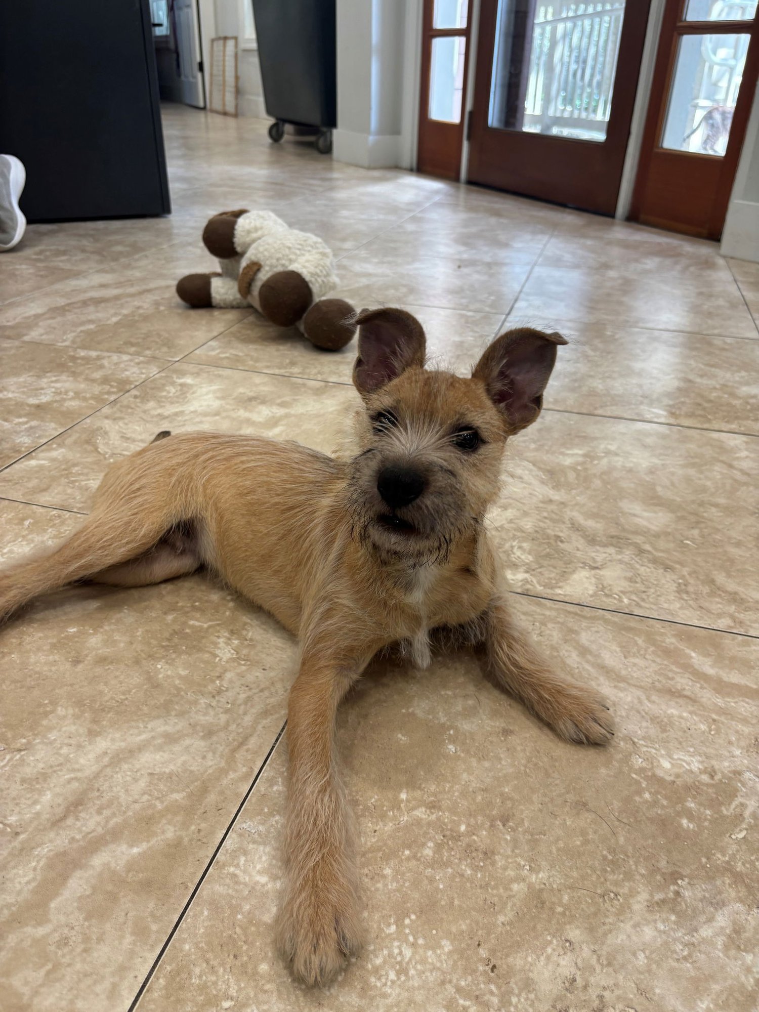 BENJI - Irish Terrier available for adoption