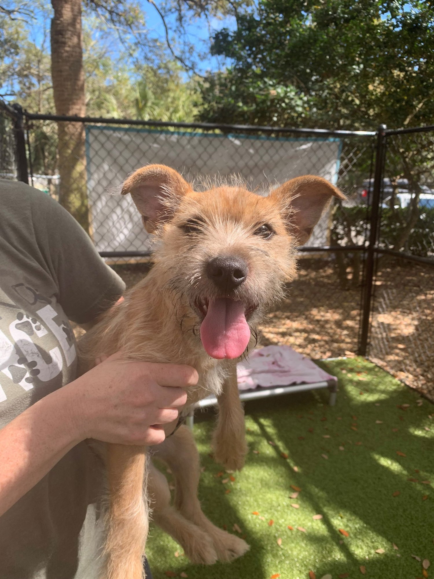 BENJI - Irish Terrier available for adoption