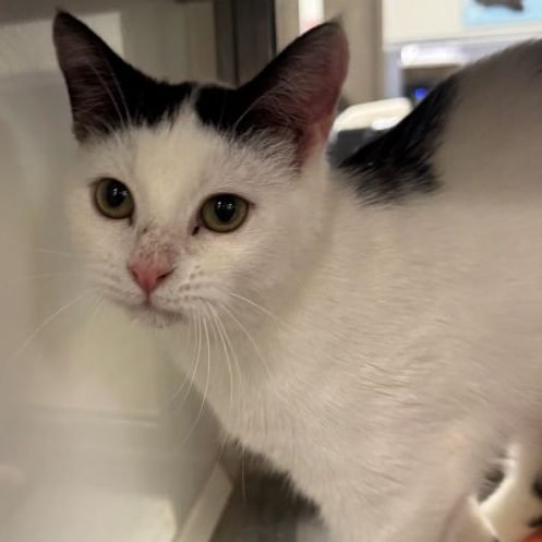 HAVOC - Domestic Short Hair available for adoption