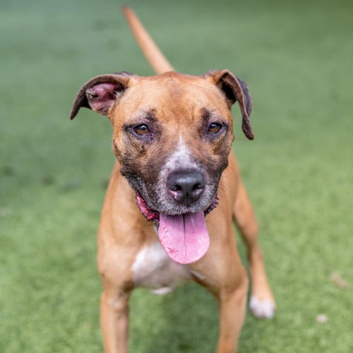 KOGA - Boxer / Terrier available for adoption