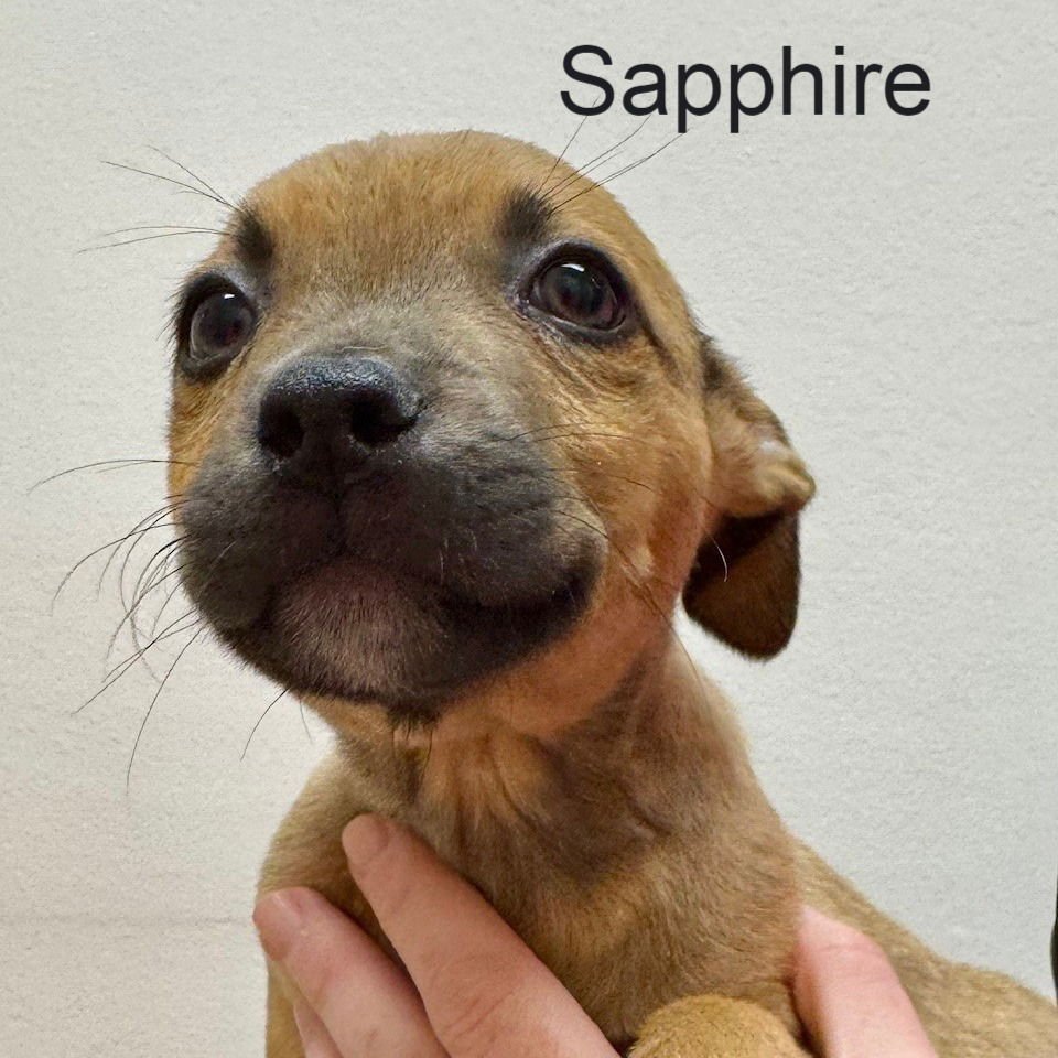 SAPPHIRE - Shepherd available for adoption