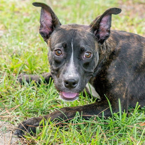 RORY - Terrier available for adoption