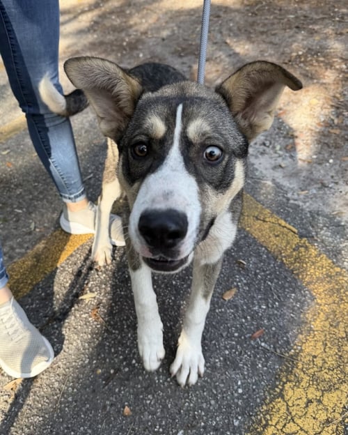 SNICKERS - Husky available for adoption