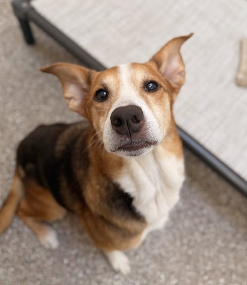 PIP SQUEAK - Beagle available for adoption