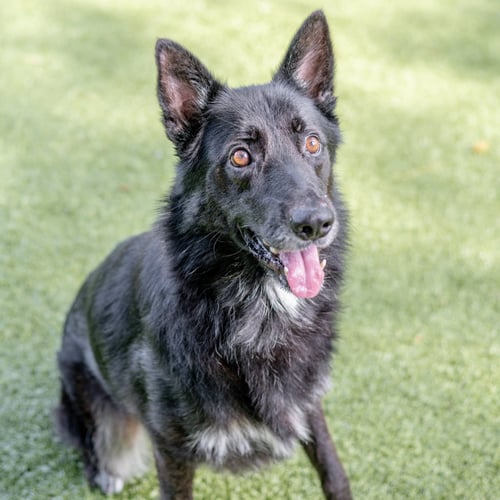 GRIFF - Shepherd available for adoption