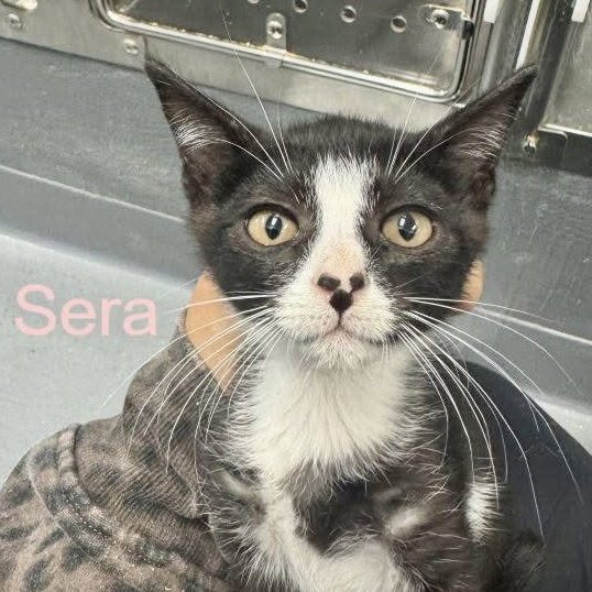 Sera Image
