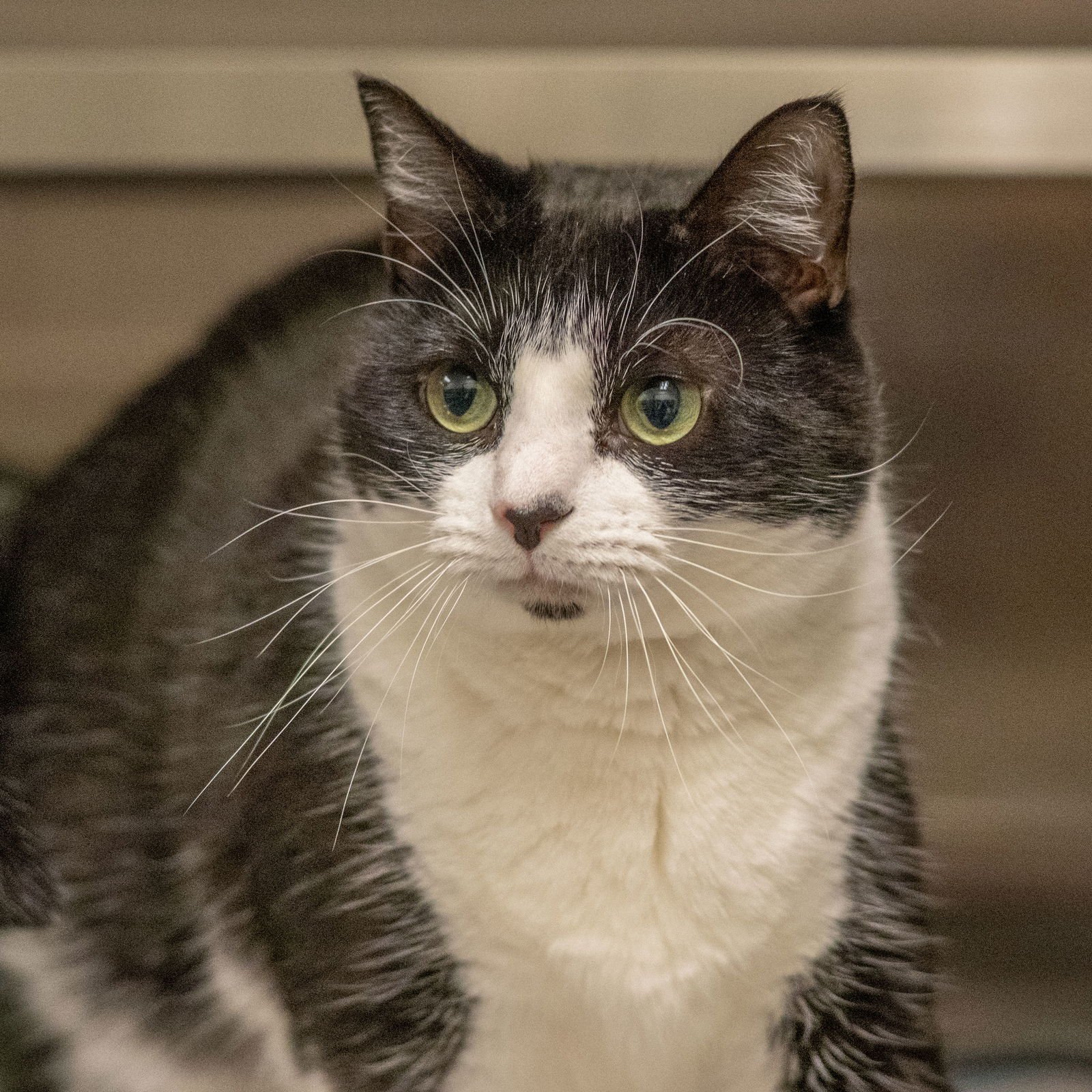 MARTHA MAY - Domestic Short Hair available for adoption