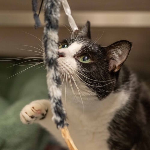 MARTHA MAY - Domestic Short Hair available for adoption