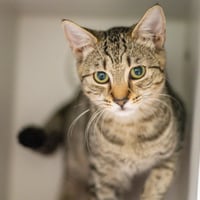 Linus - Photo 1