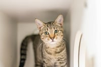 Linus - Photo 3