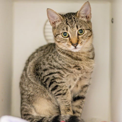 LINUS - Tabby available for adoption