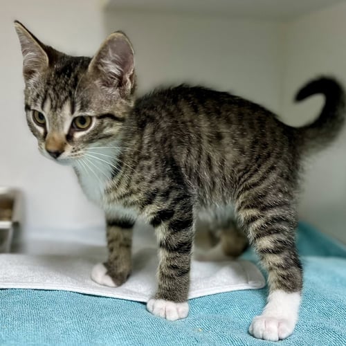 JC - Domestic Short Hair available for adoption