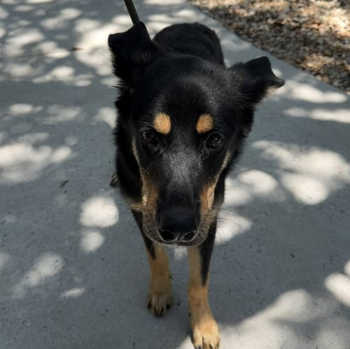 TAVRA - German Shepherd Dog available for adoption