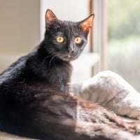 Jiji - Photo 4