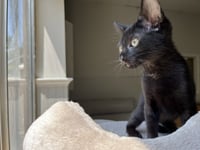 Jiji - Photo 1