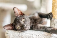 Jiji - Photo 2