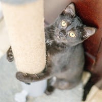 Jiji - Photo 3